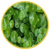 Gotu Kola-6 Gotu Kola- Biokvant.net