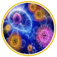 cell world - biokvant.net